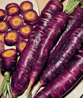Purple Haze Carrot Seeds - 1000+ Non-GMO Hybrid Seeds, Unusual Tasty & Sweet Flavor (Daucus carota)
