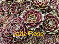 10 Jade Rose Sempervivum Succulents, Hardy Hens and Chicks, Live Plants, 1/2 inch and Up, Zones 4-8, Perfect for Gardens