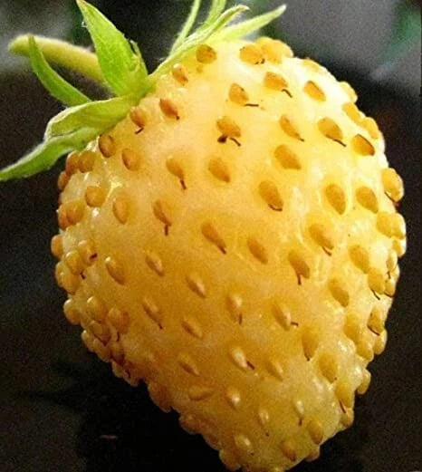 Yellow Alpine Strawberry Seeds - 50 Non-GMO Seeds for Planting - Fragaria vesca
