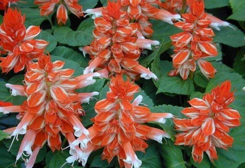 50 Orange White Salvia Seeds | Perennial Flower Seeds for Hummingbirds | Salvia splendens