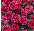 Black Cherry Frost Dianthus Plant - Bare Root Perennial - Vibrant Red & Pink Blooms - Dianthus spp. - Garden Ready