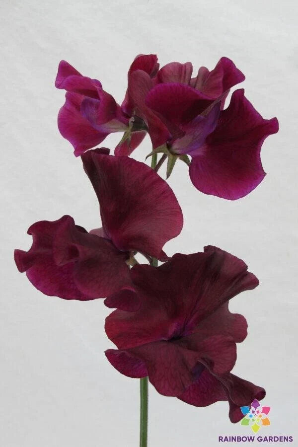 Maroon Sweet Pea Seeds - 50+ Magnificent Seeds - Lathyrus odoratus - Ideal for Garden Planting - USA