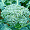 Organic Heirloom Broccoli Seeds - 300+ Green Sprouting Seeds for Cool Season Vegetable Garden - Brassica oleracea