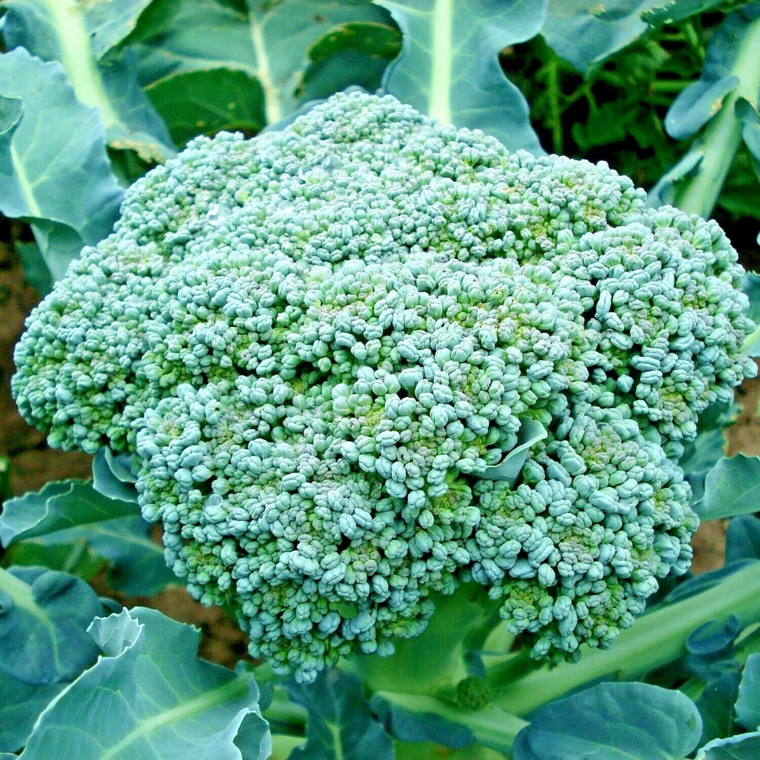 Organic Heirloom Broccoli Seeds - 300+ Green Sprouting Seeds for Cool Season Vegetable Garden - Brassica oleracea