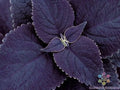 Black Coleus Seeds - 25+ Pack for Garden Planting - Coleus scutellarioides - USA Grown - Free Shipping