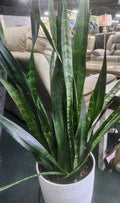 Sansevieria Snake Plant Starter Leaf Cuttings - 4 Varieties - Indoor Air Purifying Houseplants - Sansevieria Trifasciata