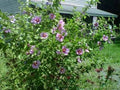 Organic Live Rose of Sharon Hibiscus Plants - 10 Count Transplant Starter Bush (Hibiscus syriacus)