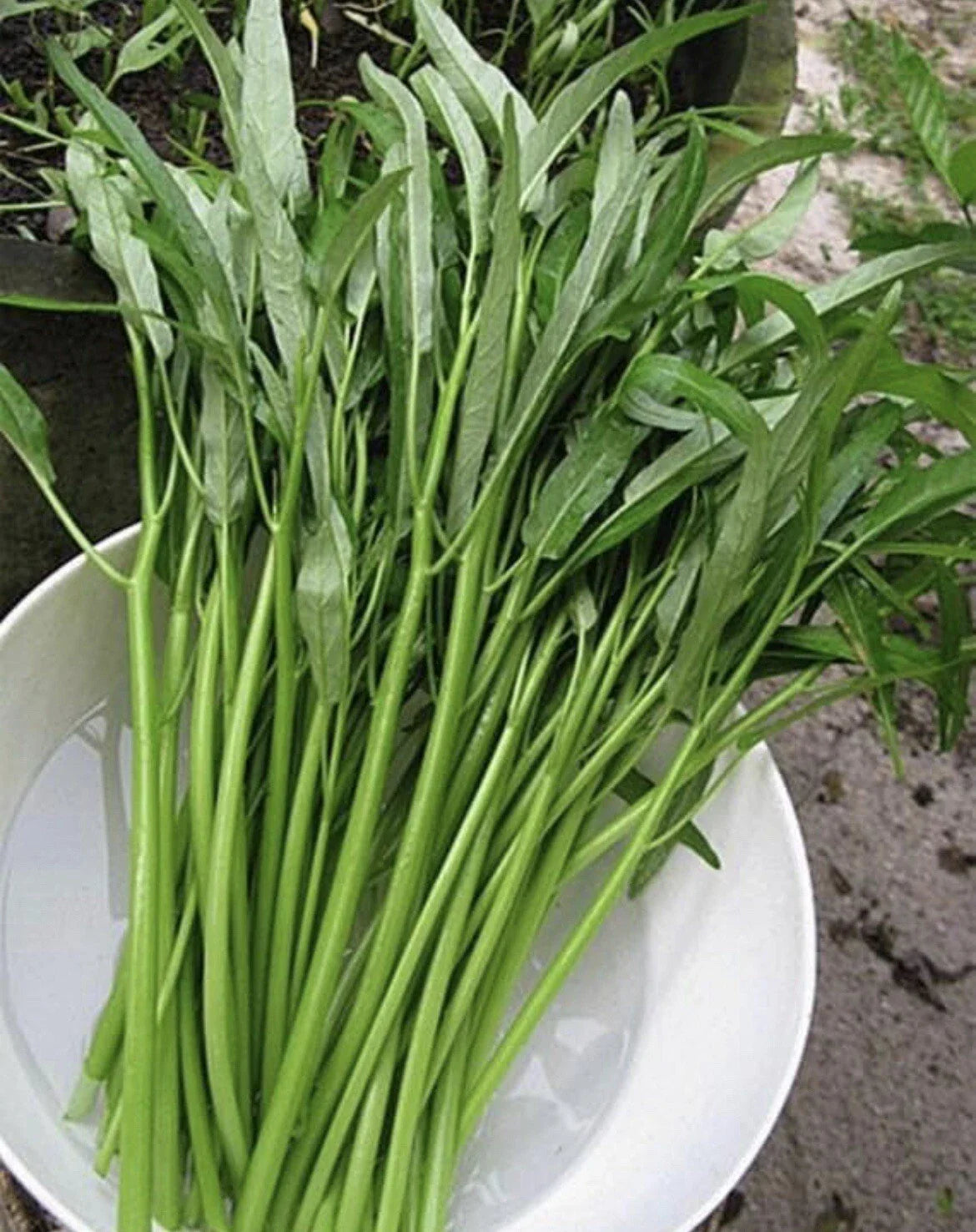 Thai Water Spinach Seeds - 50+ Seeds Ong Choy Kangkong - Ipomoea aquatica - USA Grown