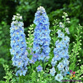 Delphinium Seeds - 200+ Light Blue White Variety - Delphinium elatum - USA - Free Shipping