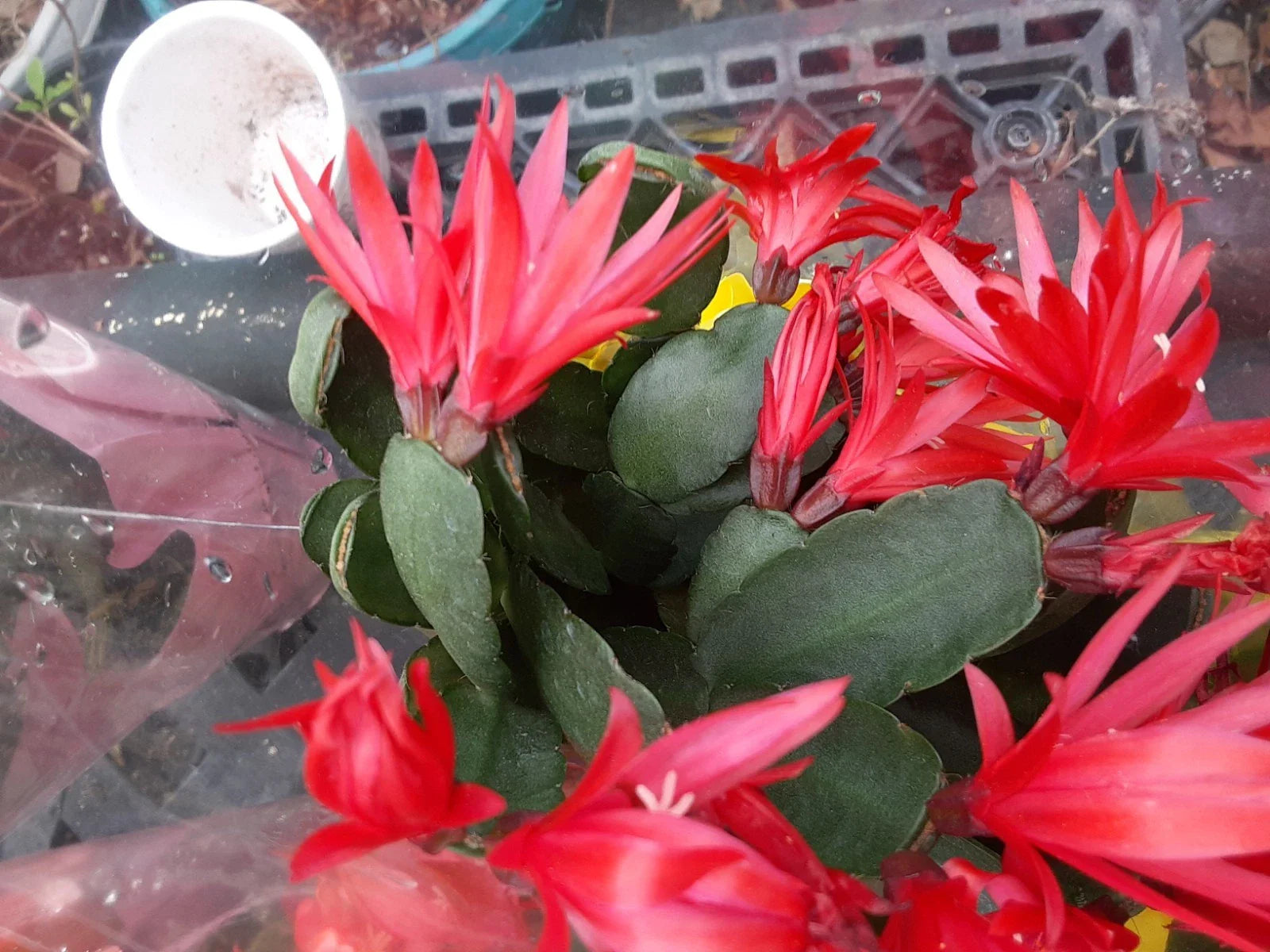 Red Easter Cactus Cutting - Rhipsalis gaertneri - Succulent Plant Cutting for Propagation and Gardening