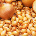 Yellow Spanish Globe Onion Sets - Long Day Bulb Seed - Allium cepa - Fast Shipping