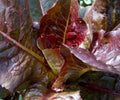 Red Romaine Lettuce Seeds 500+ Non-GMO, Heirloom Variety, Organic Vegetable Seeds - Ideal for Home Gardening
