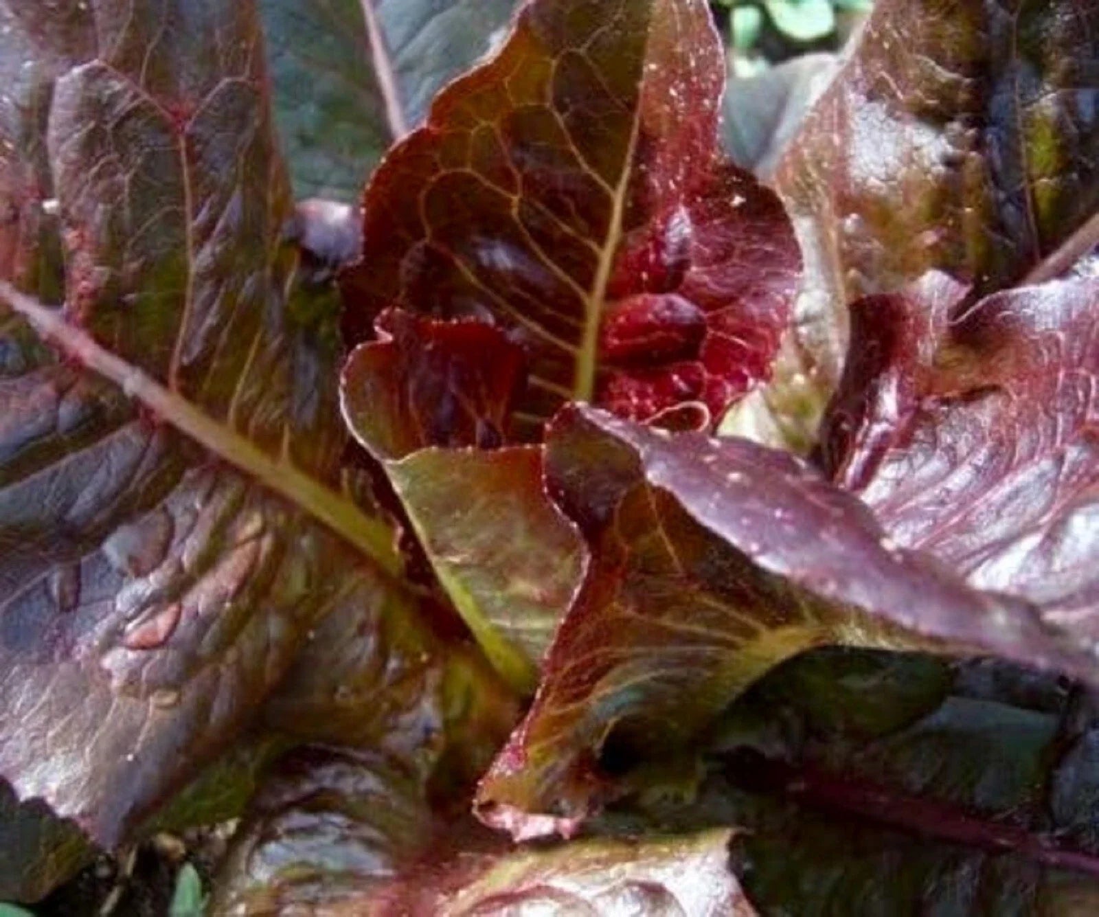 Red Romaine Lettuce Seeds 500+ Non-GMO, Heirloom Variety, Organic Vegetable Seeds - Ideal for Home Gardening