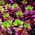 Sedum Red Carpet Live Plants - 7 Bare Root Hardy Succulents for Rock Gardens - Drought Tolerant Stonecrop, Cold Resistant