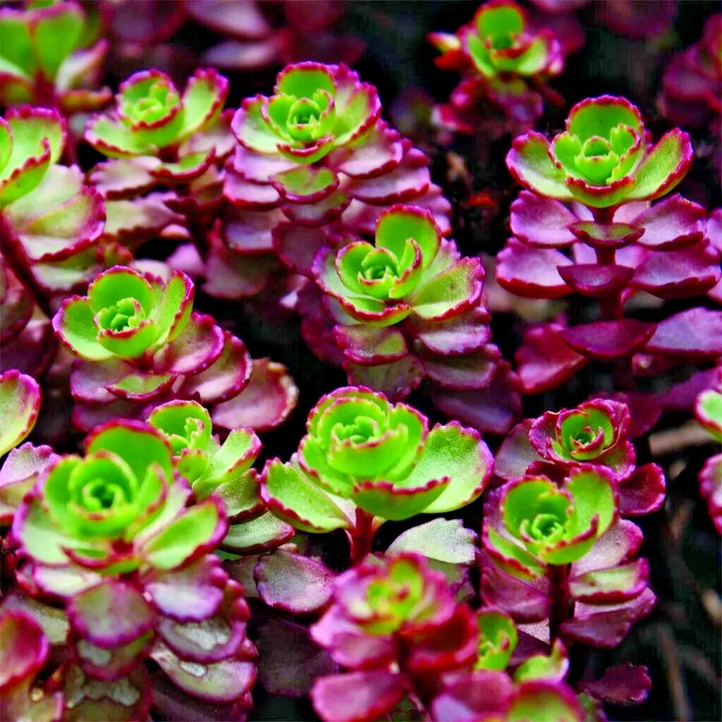 Sedum Red Carpet Live Plants - 7 Bare Root Hardy Succulents for Rock Gardens - Drought Tolerant Stonecrop, Cold Resistant
