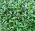 Thai Basil Seeds 300+ Pack, Non-GMO Culinary Herb for Cooking, Ocimum basilicum var. thyrsiflora