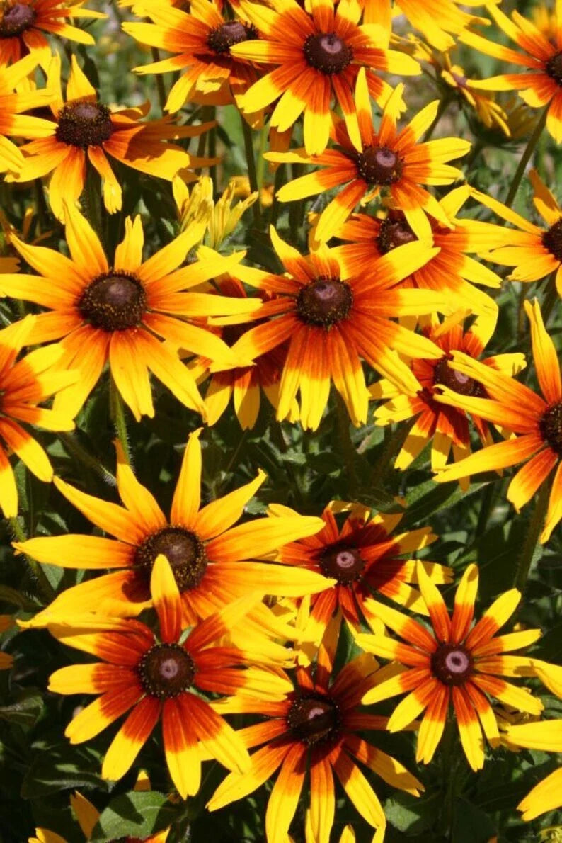 Gloriosa Daisy Seeds 1000 Pack - Rudbeckia Hirta - Organic USA Grown - Free Shipping