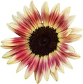 Strawberry Blonde Sunflower Seeds, 20 Count, Pink and Yellow, Helianthus annuus