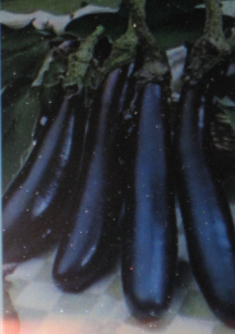Eggplant Seeds - Long Purple Heirloom - 100 Seeds - Solanum melongena