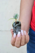 Pinyon Pine Starter Plugs - Pinus edulis - Drought-Tolerant Tree for Landscaping
