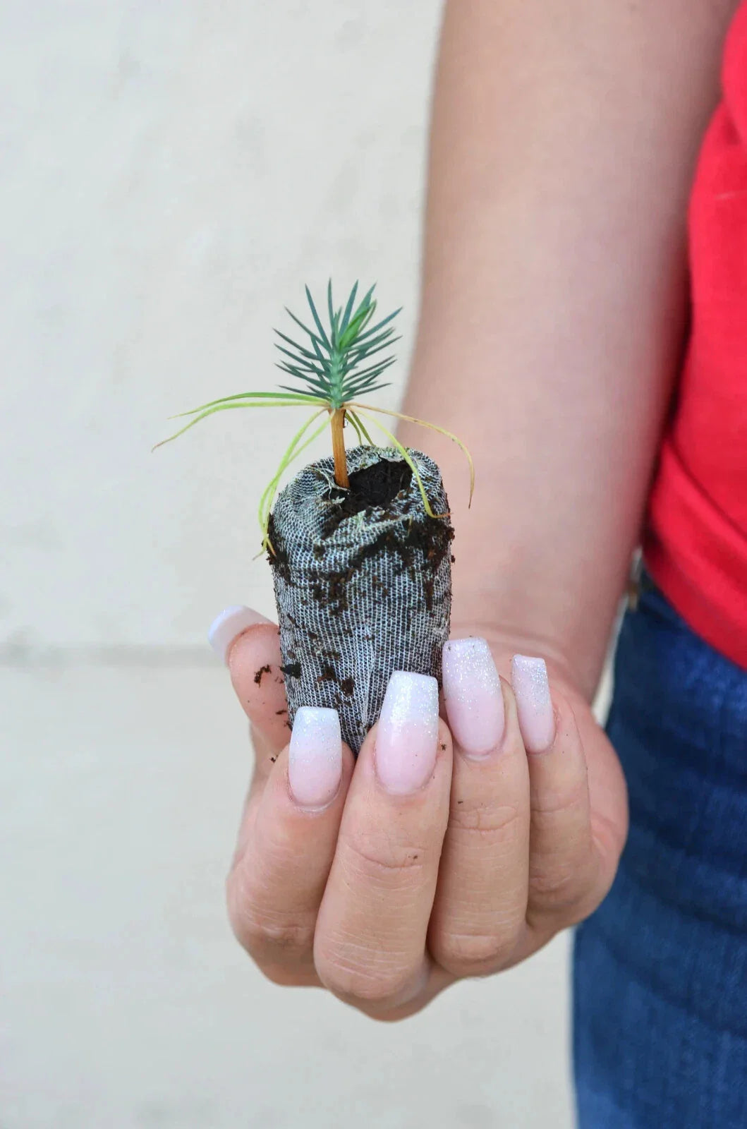 Pinyon Pine Starter Plugs - Pinus edulis - Drought-Tolerant Tree for Landscaping