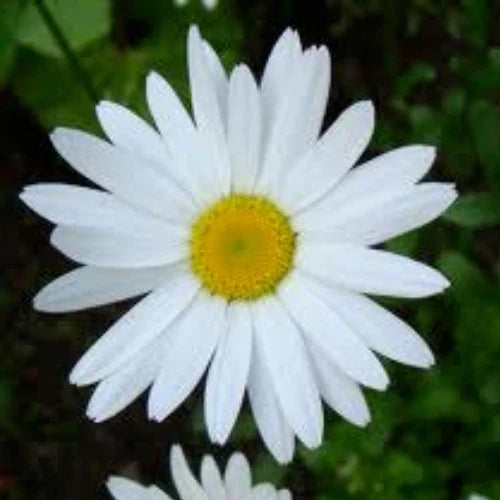 Shasta Daisy Seeds, 100 Seeds, Perennial Heirloom, Chrysanthemum Maximum, Garden Flower Seeds
