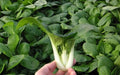 Pak Choi Seeds - 1000+ Heirloom Dwarf White Stem Cabbage - Non-GMO Organic - Brassica rapa