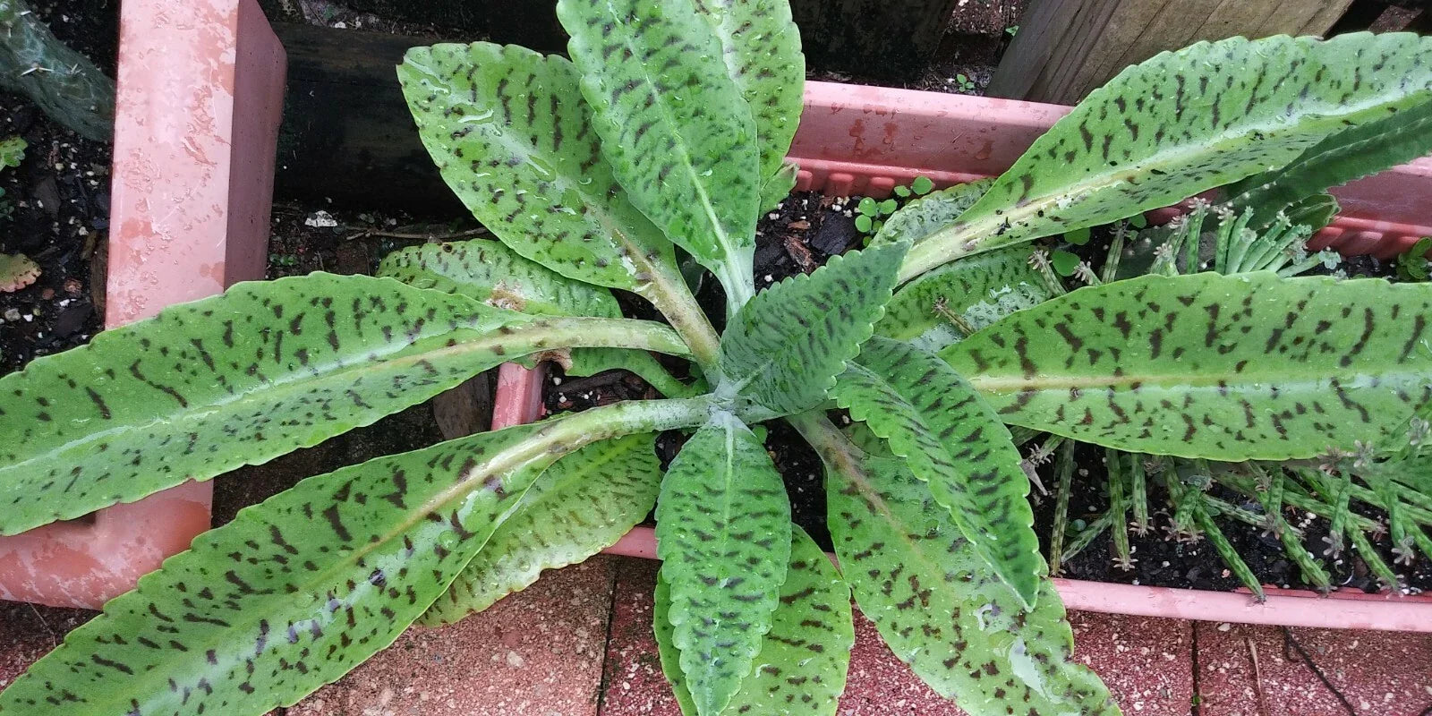 Donkey Ears Succulent Plant - Kalanchoe gastoniae Bonnieri - Indoor Houseplant, Drought Tolerant, Unique Foliage