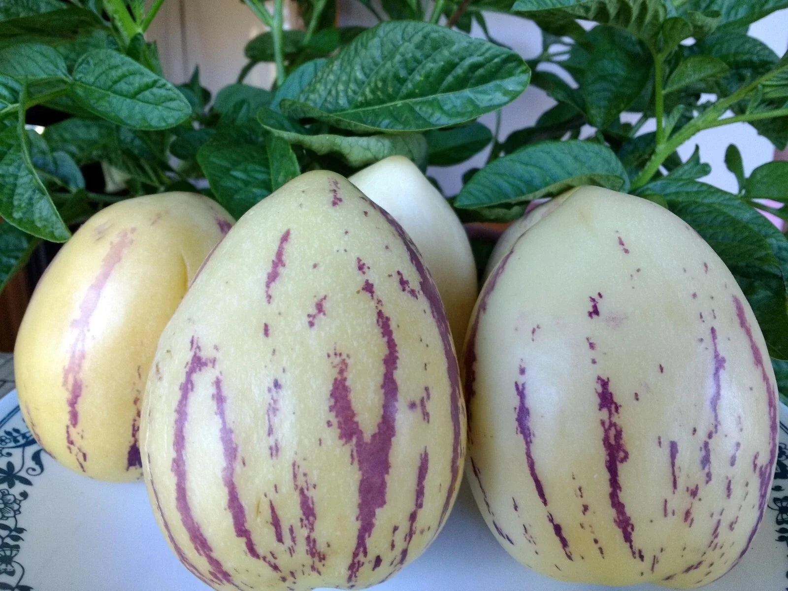 Solanum muricatum Pepino Melon Plant - Golden Sweet Ginseng Fruit - Organic Live Plant