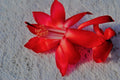 Christmas Cactus Starter Plant - Big Red - Schlumbergera Truncata - Easy Care Indoor Houseplant