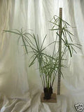 Dwarf Umbrella Palm Plant - Organic Water Garden Plant for Fish Koi Pond - Cyperus alternifolius
