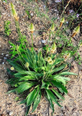 Organic English Plantain Seeds - 300+ Plantago Lanceolata - Medicinal Herb for Natural Remedies