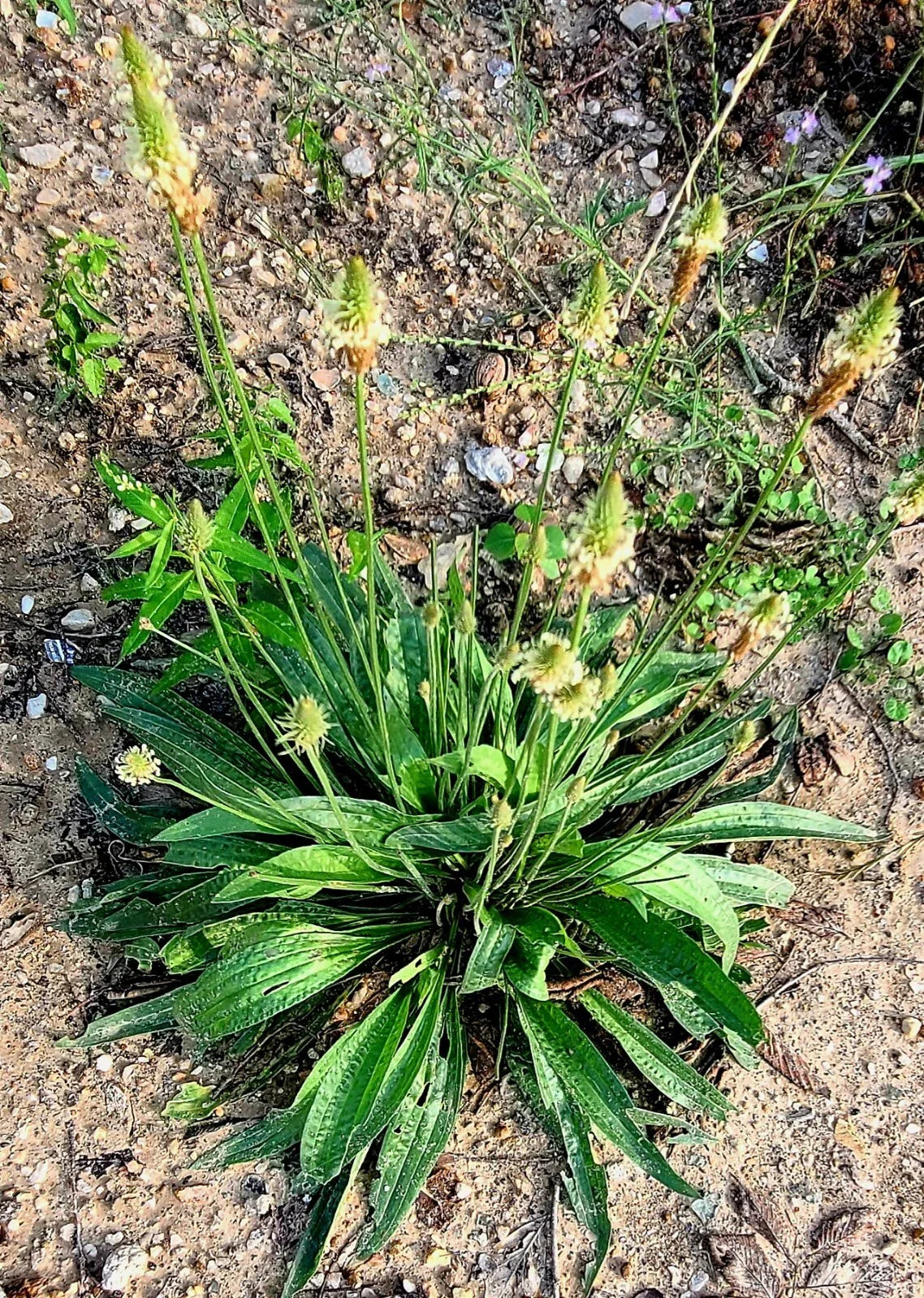 Organic English Plantain Seeds - 300+ Plantago Lanceolata - Medicinal Herb for Natural Remedies