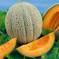 Hales Best Jumbo Melon Seeds, 50+ Non-GMO Cantaloupe Seeds, Muskmelon, Cucumis melo, Free Shipping