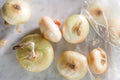 Cipollini Onion Seeds - 500+ Count - Italian Pearl - Allium cepa - USA - Free Shipping