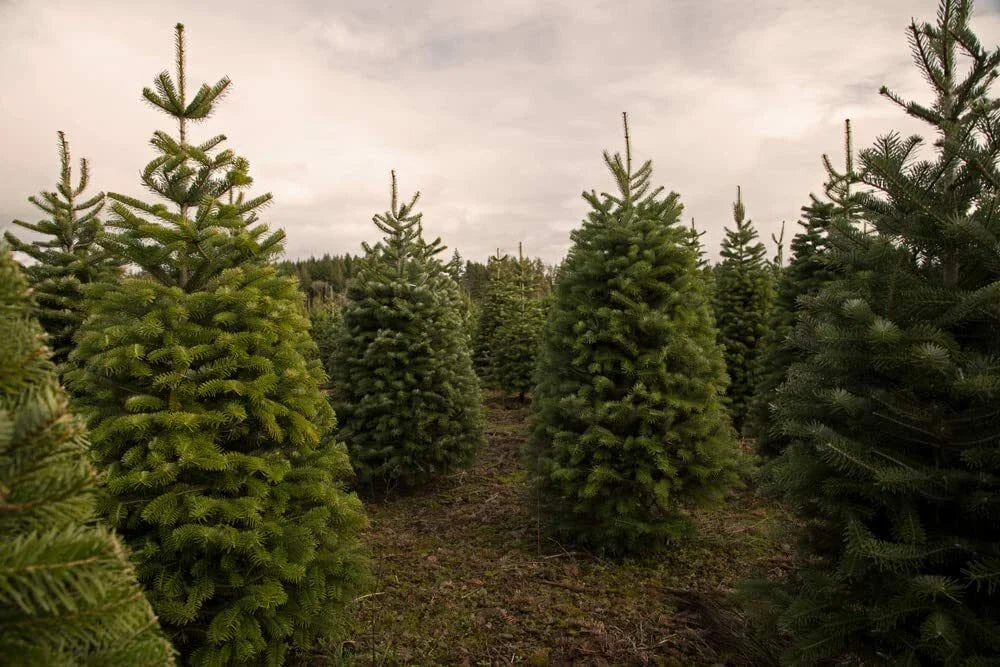 Christmas Tree Seeds 100 Pack Balsam Fir Abies Balsamea for Planting