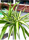Well-Rooted Spider Plant Trio Set - Variegated Green, Gold & White - Chlorophytum comosum
