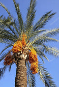 Medjool Date Palm Seedling 2+ Years Old Phoenix Dactylifera Indoor Plant Sapling
