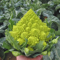 Romanesco Broccoli Seeds - 100+ Heirloom Non-GMO Organic Seeds - Fresh Vegetable Garden Starter