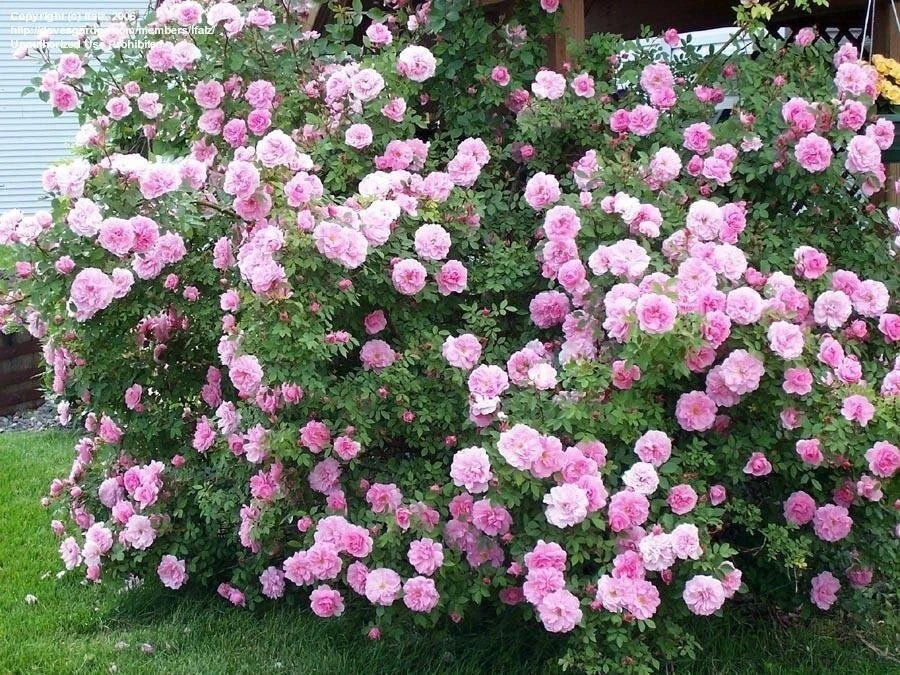 Fragrant Shrub Rose Cuttings - 3 Pieces, Nearly Thornless, Rosa 'John Davis', 6-8" Long