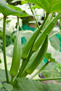 Clemson Spineless Okra Seeds - 50+ Non-GMO Organic Heirloom Seeds - Perfect for Home Garden - Abelmoschus esculentus