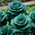 Scottish Green Rose Seeds - 20pcs Non-GMO Heirloom Variety - Perfect for Your Garden - Rosa spp.