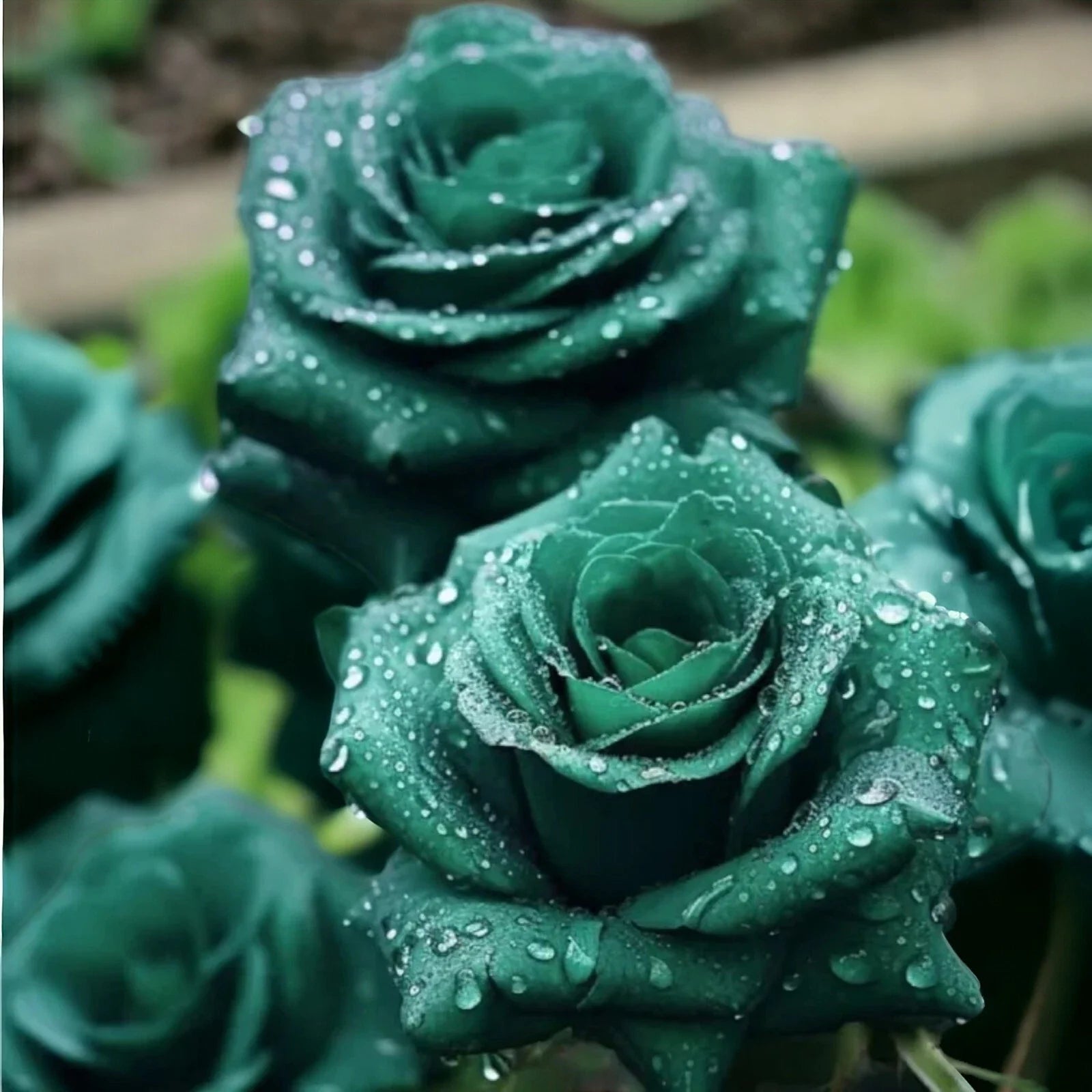 Scottish Green Rose Seeds - 20pcs Non-GMO Heirloom Variety - Perfect for Your Garden - Rosa spp.