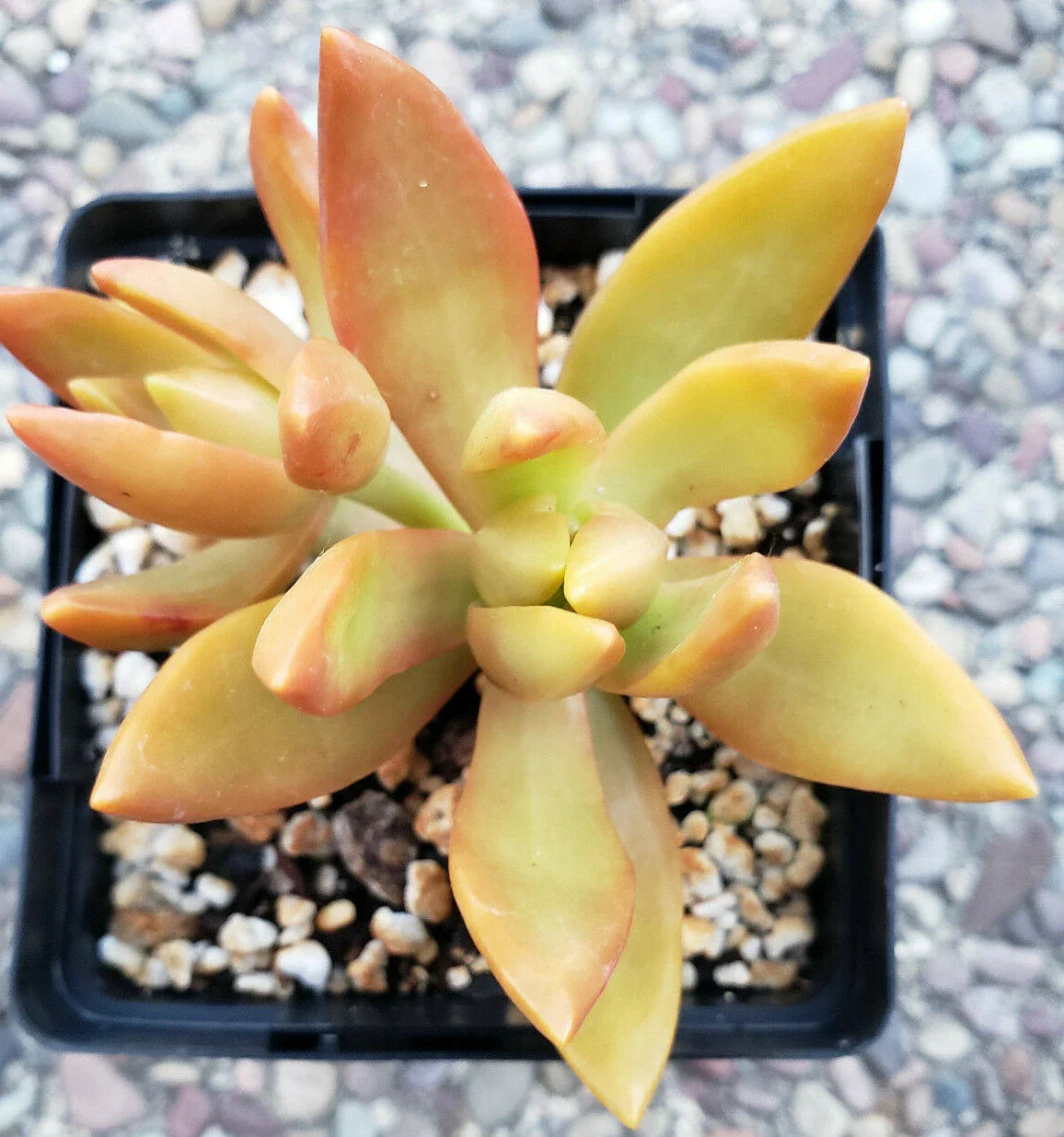 Sedum Adolphii Golden Glow - 3" Diameter Rooted Plants - Golden Sedum - Succulent Variety