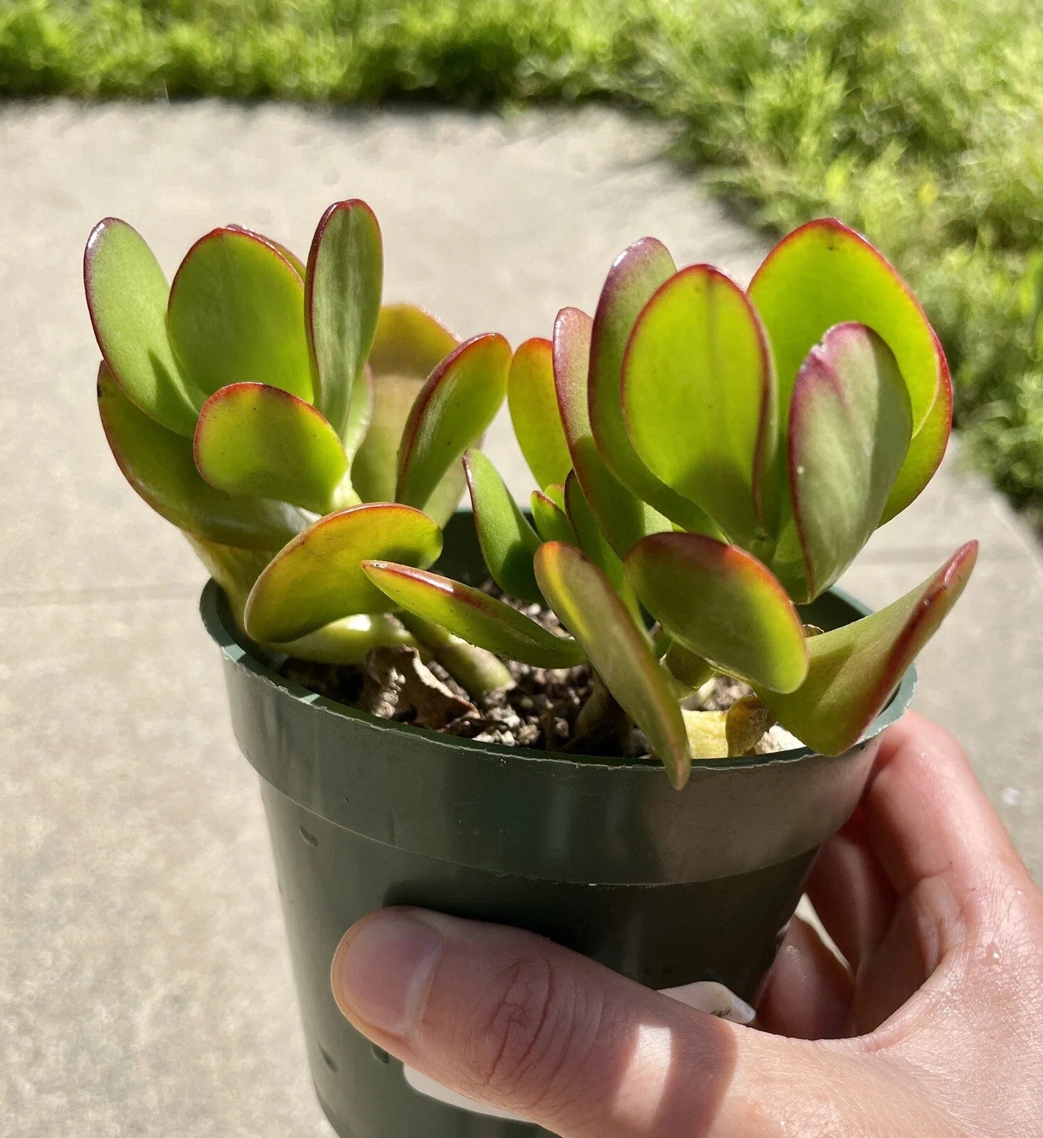 Live Succulent Plant 3.5" Jade Crosby Cutting - Indoor Houseplant - Crassula Ovata Variety