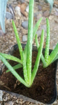 LOT of 12 Young Rooted Aloe Vera Plants, Medicinal Barbadensis, Ships Free - Fast AZsierra