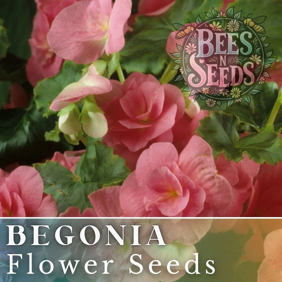 Vintage Grace Begonia Seeds - Non-GMO Flower Seeds, 45 or 125 Seeds, Ideal for Garden Planting, Begonia spp.