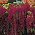 Red Black Dragon Wisteria Seeds - 5 Pack - Climbing Vine Perennial Flowers - Wisteria floribunda
