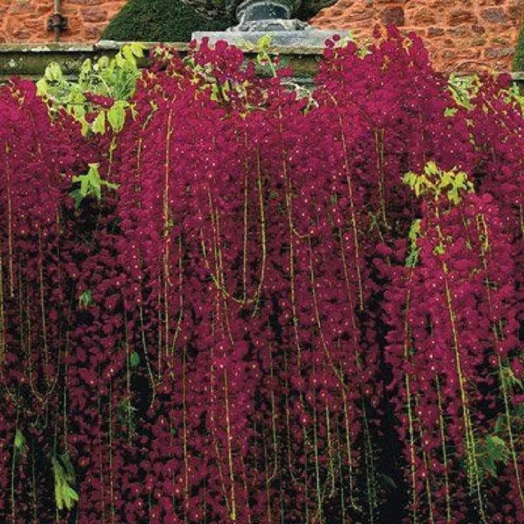 Red Black Dragon Wisteria Seeds - 5 Pack - Climbing Vine Perennial Flowers - Wisteria floribunda