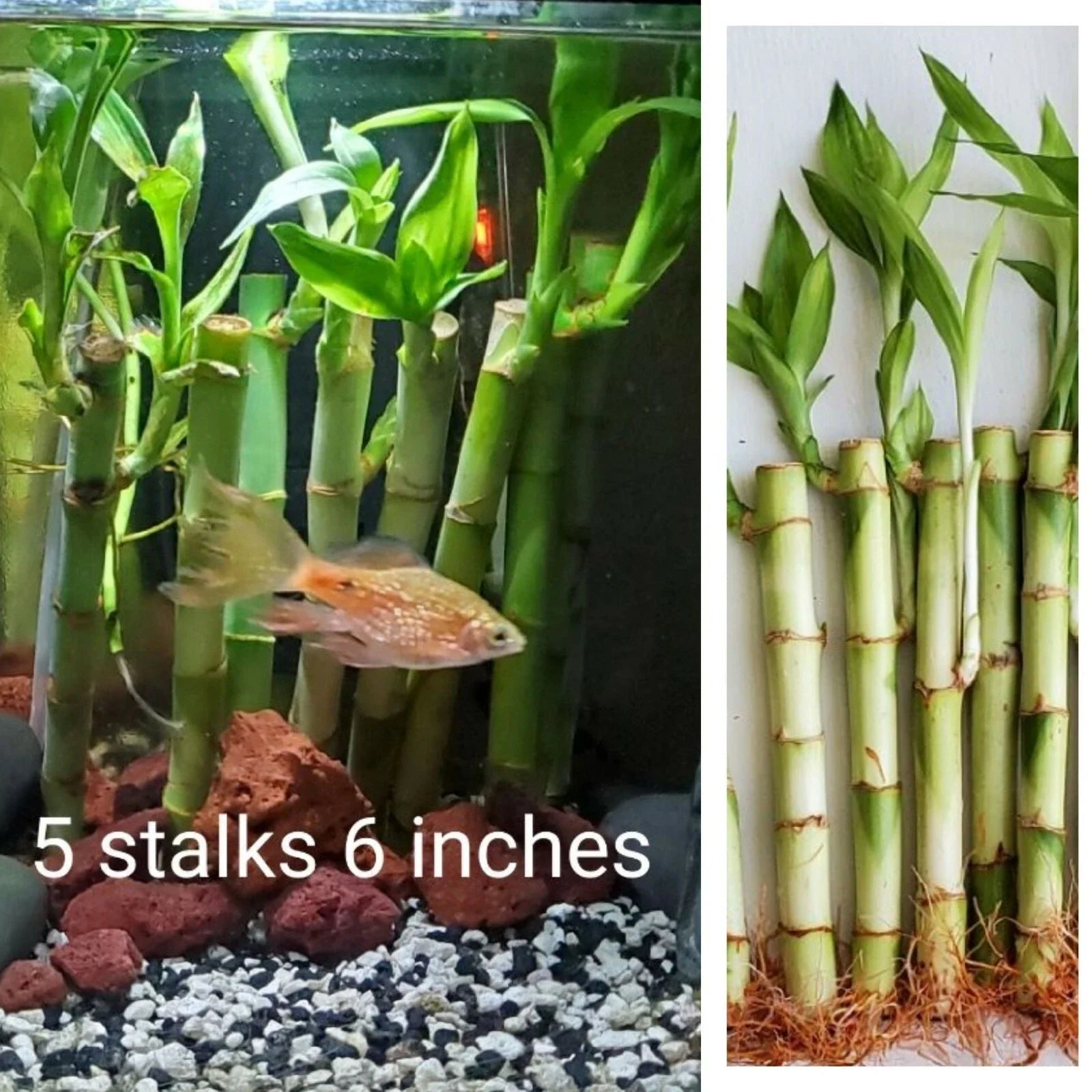 Lucky Bamboo Plant 6" 5 Stalks, Feng Shui Indoor Live Plant, Perennial Green Decor